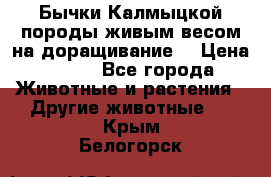 Бычки Калмыцкой породы живым весом на доращивание. › Цена ­ 135 - Все города Животные и растения » Другие животные   . Крым,Белогорск